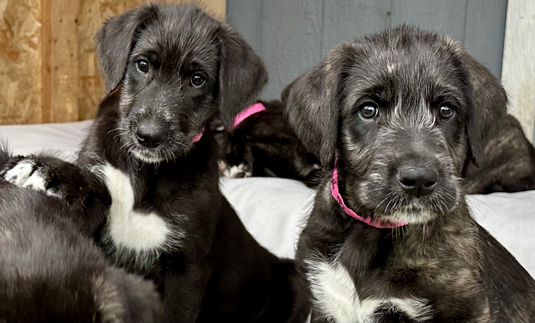 Blackwater store irish wolfhounds